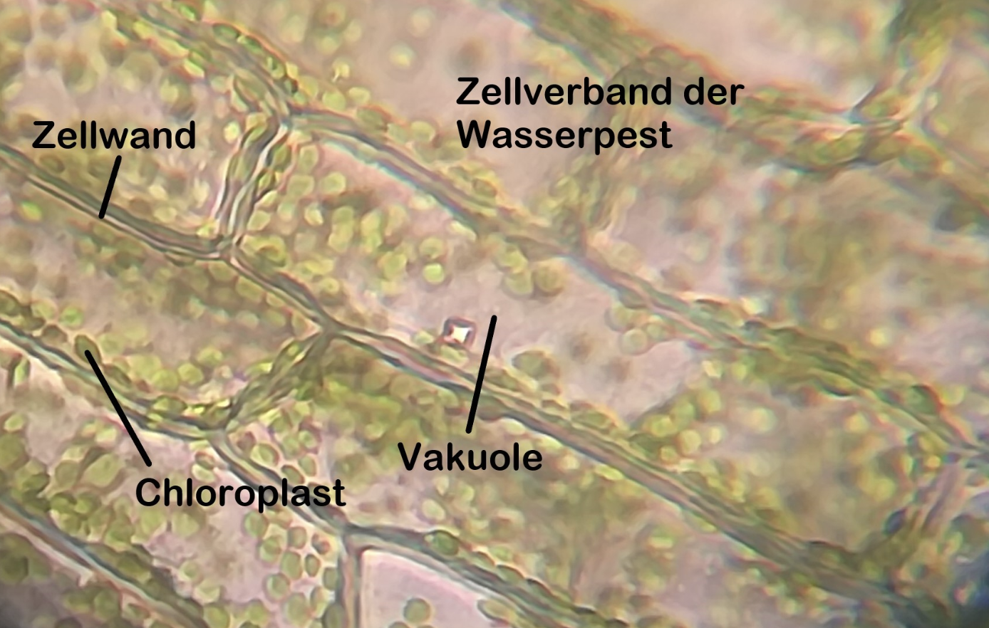 Mikroskopbild von Wasserpest-Zellen mit Zellwänden, Chloroplasten und Vakuolen, beschriftet.